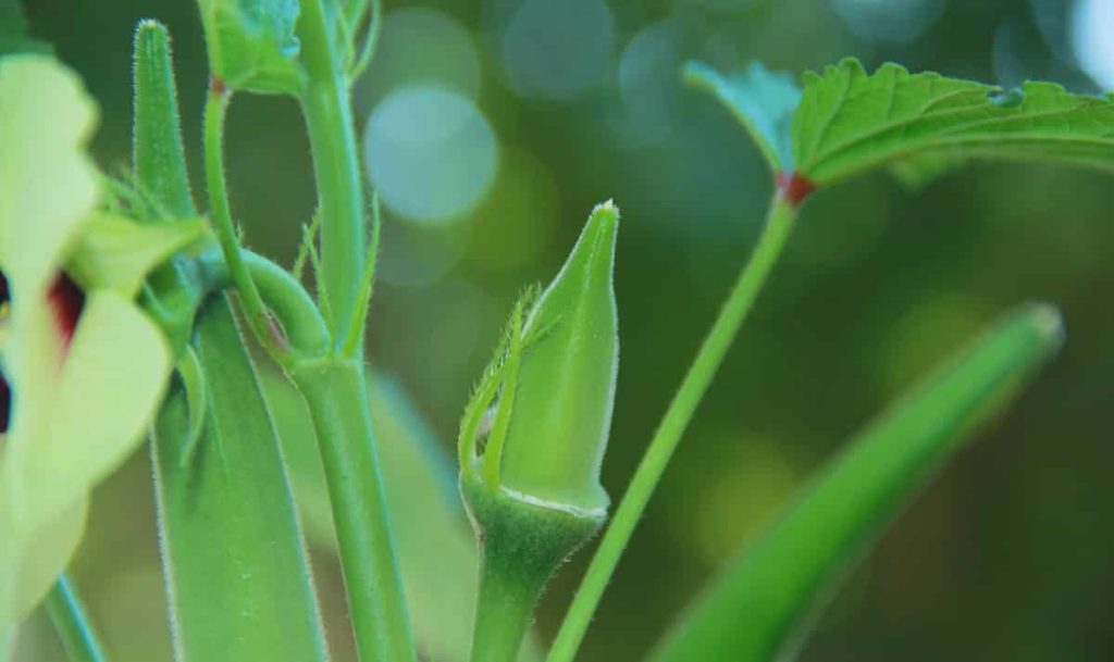 Okra Plant Growing Stages