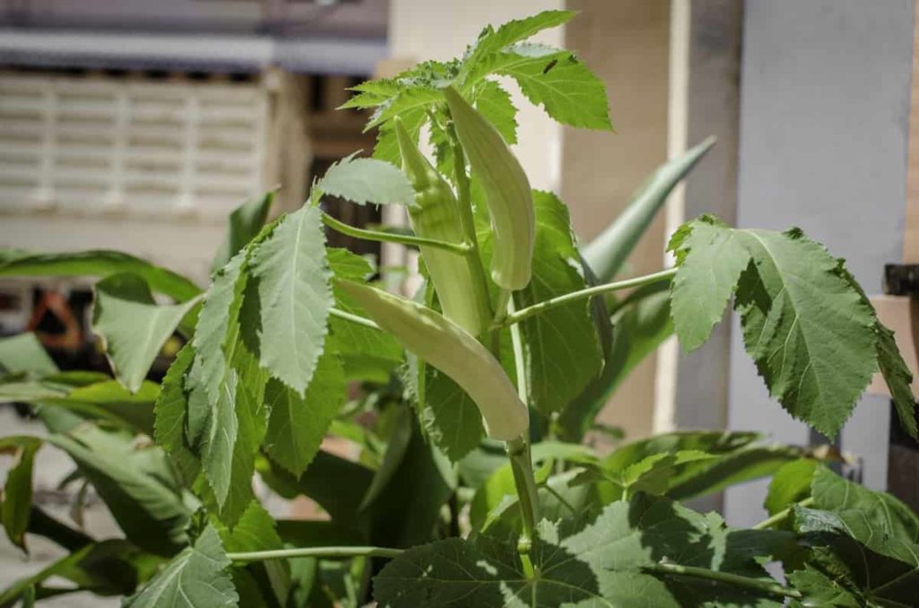Okra Growing Stages3