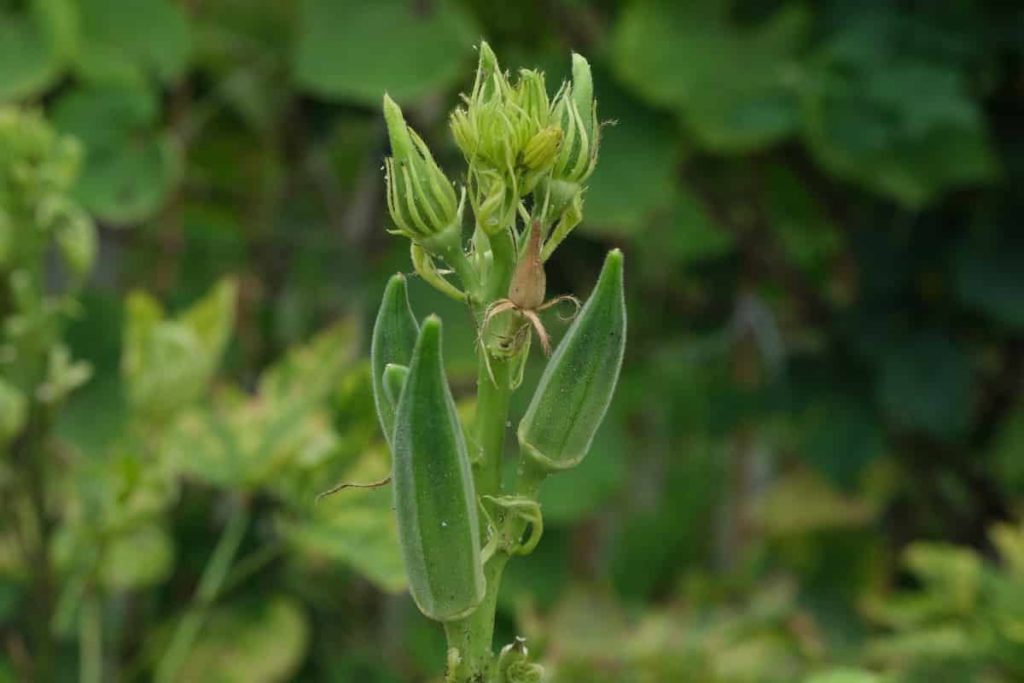 Okra Plant Growth