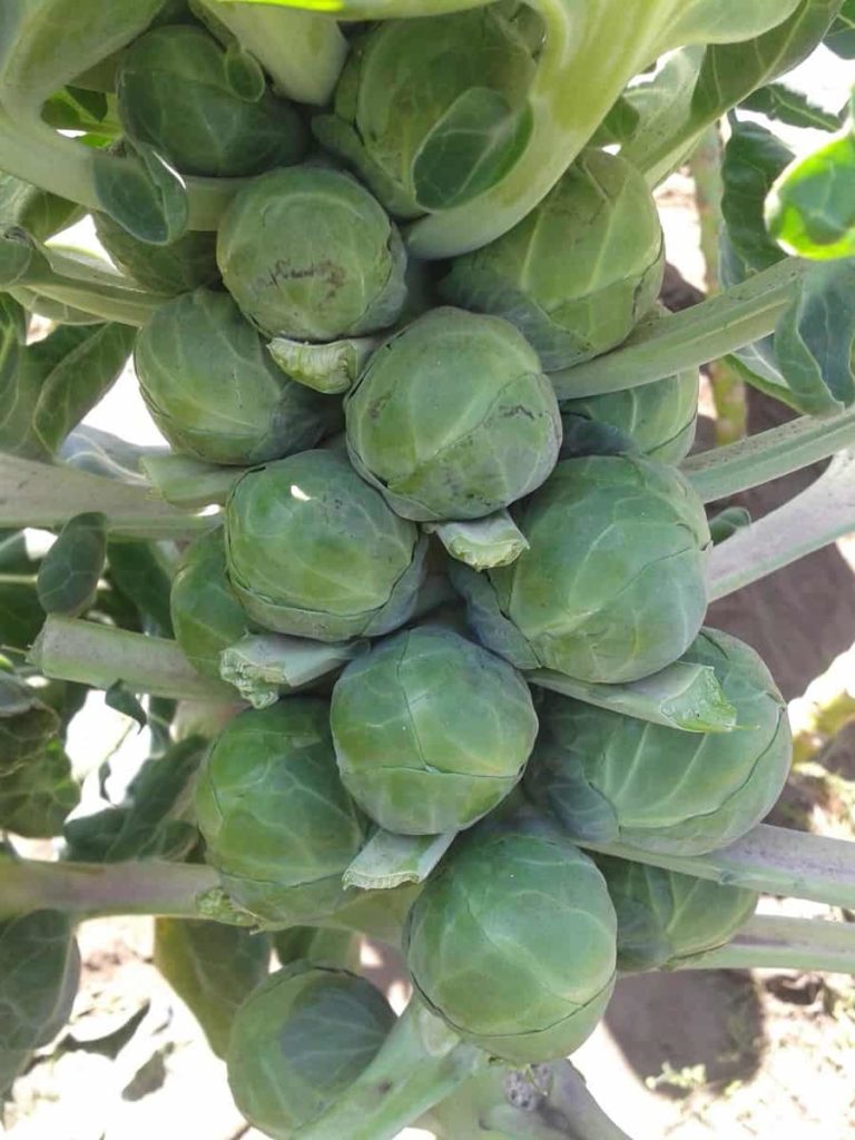  Brussels Sprouts Plant