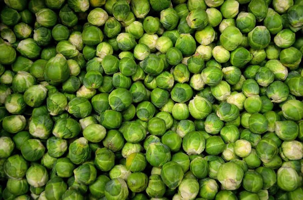 Common Brussels Sprouts Plant Problems