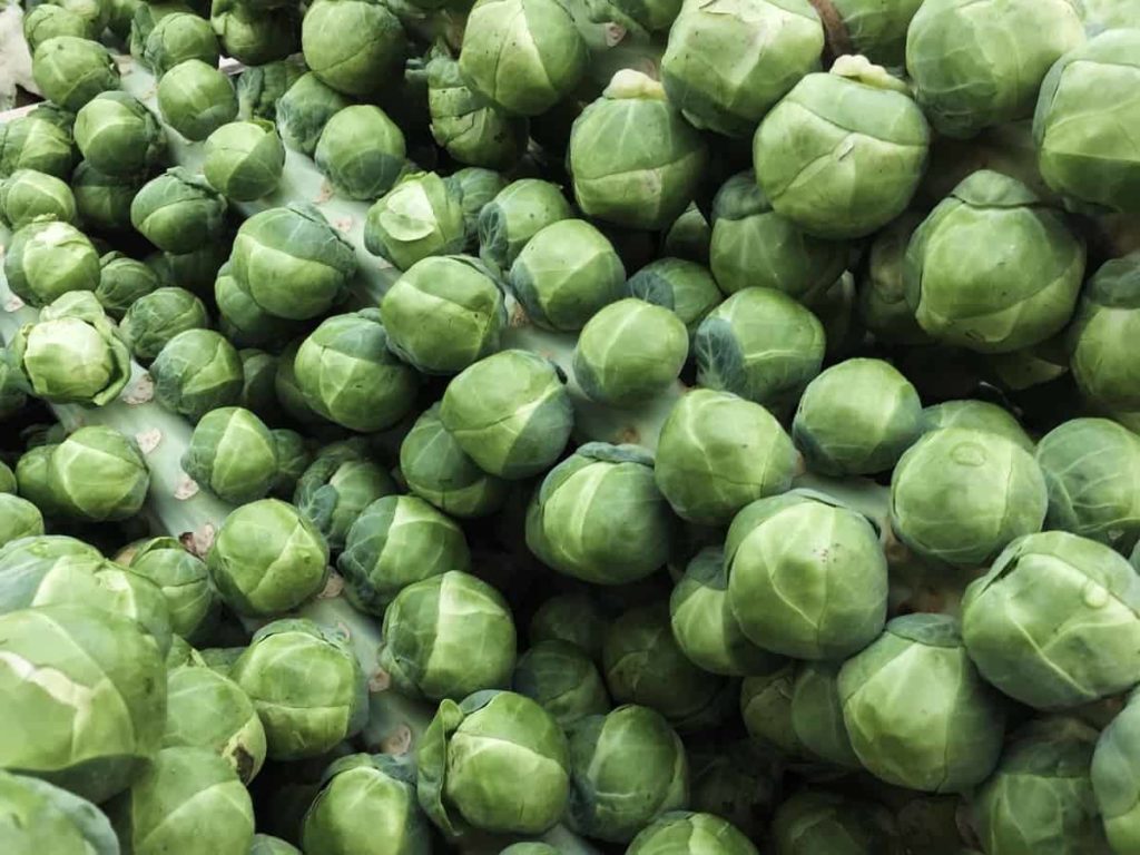 Brussels Sprouts zharvest