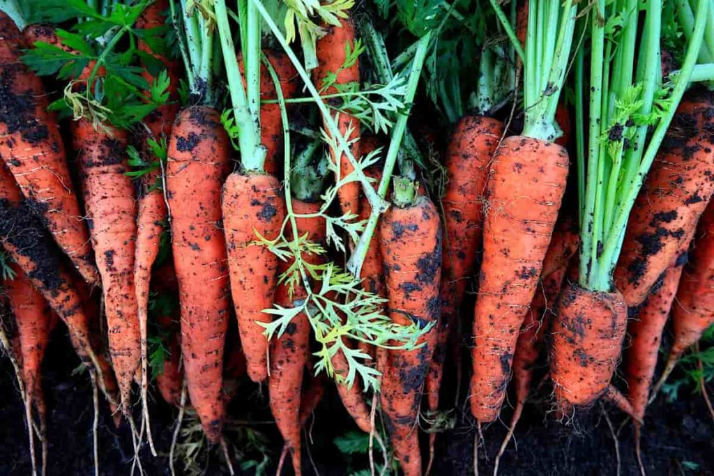 Harvesting Carrot