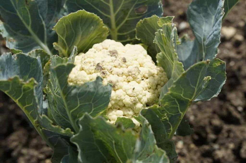 Common Cauliflower Plant Problems