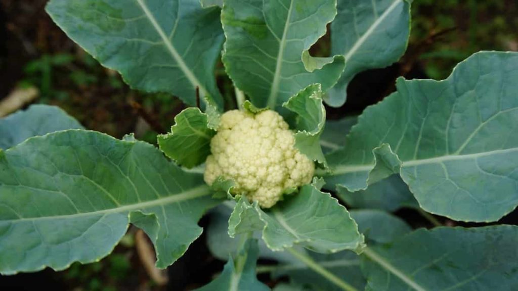 Cauliflower Plant 