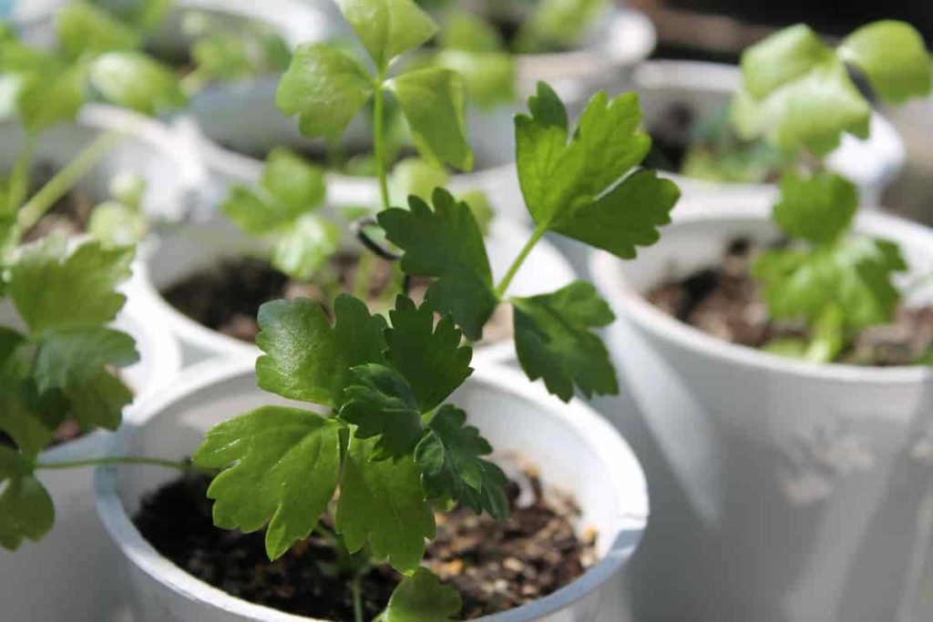 Growing Celery Plant in Pot