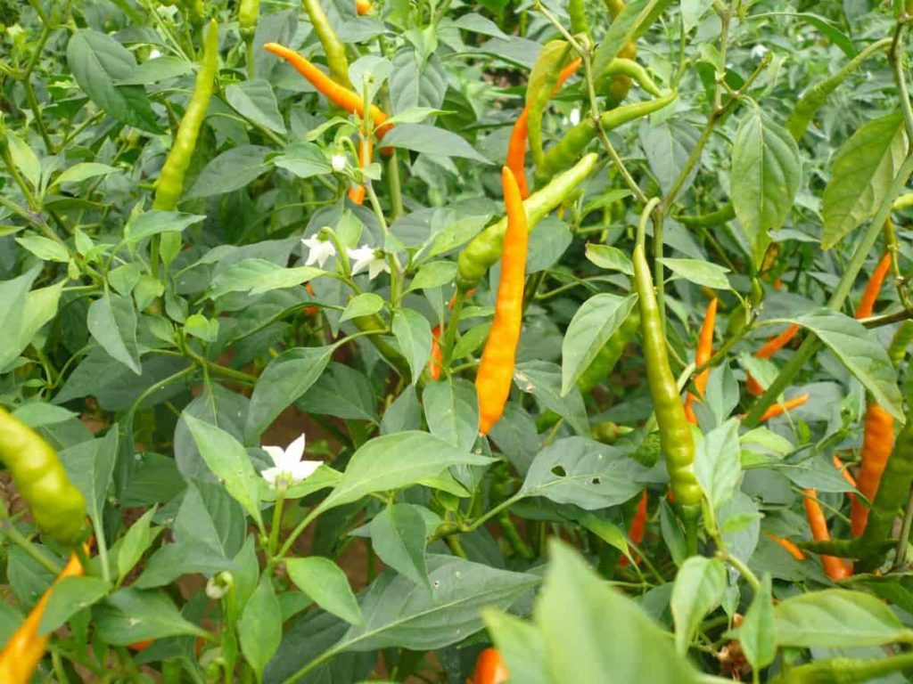 Common Pepper/Chili Plant Problems