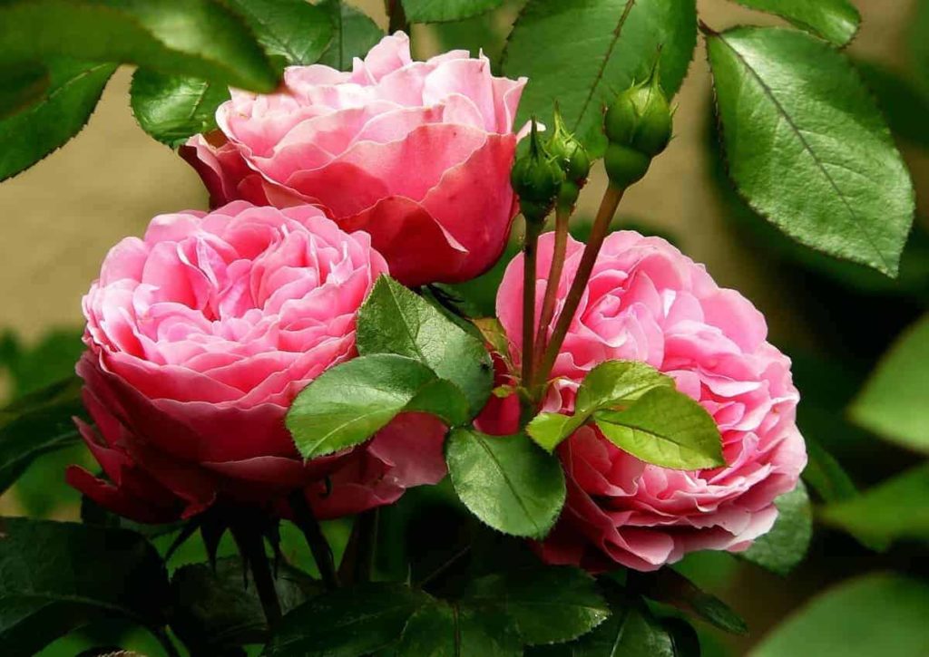 How to Grow Rose Flowers at Home in the USA