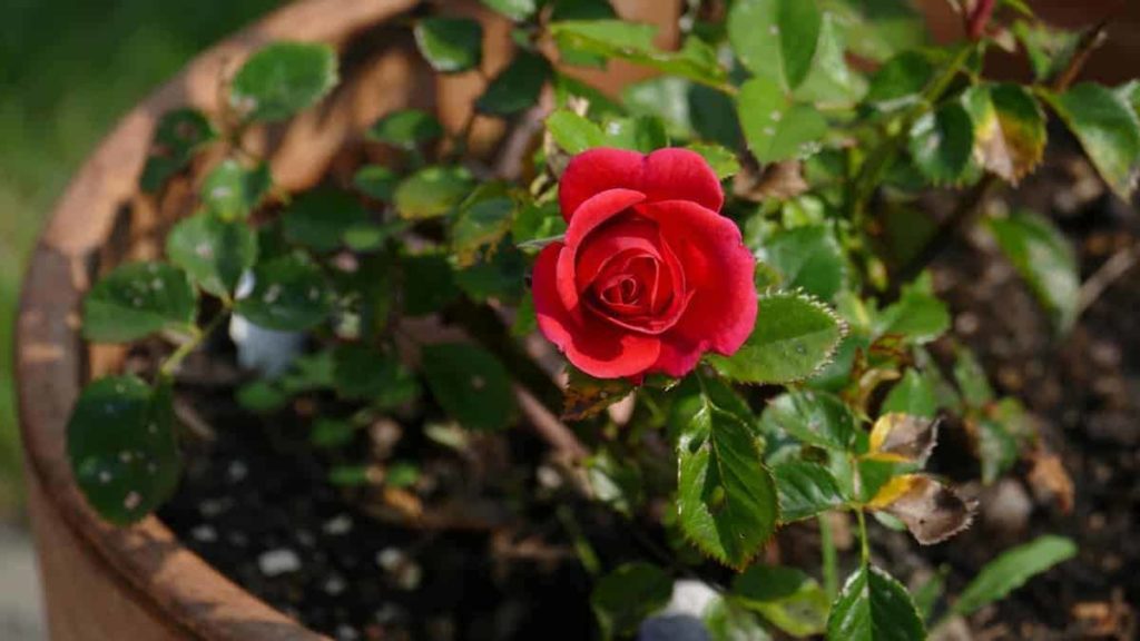 Rose Garden Pot