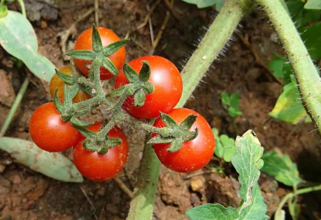 How to Grow Tomatoes in Michigan