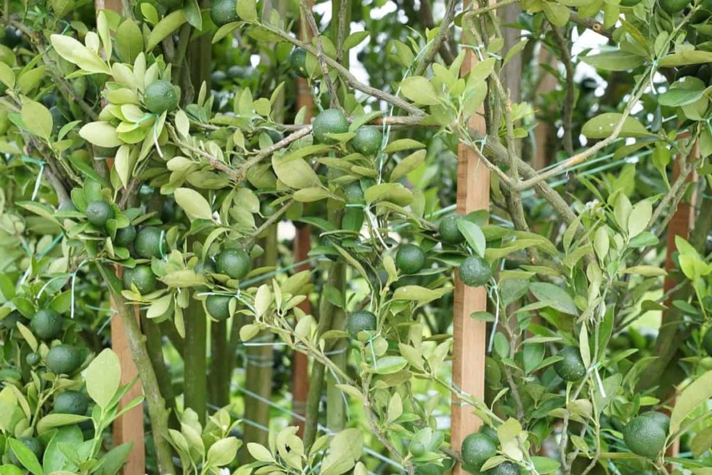 24 Common Lemon Tree Problems: How to Fix Them, Solutions, and Treatment