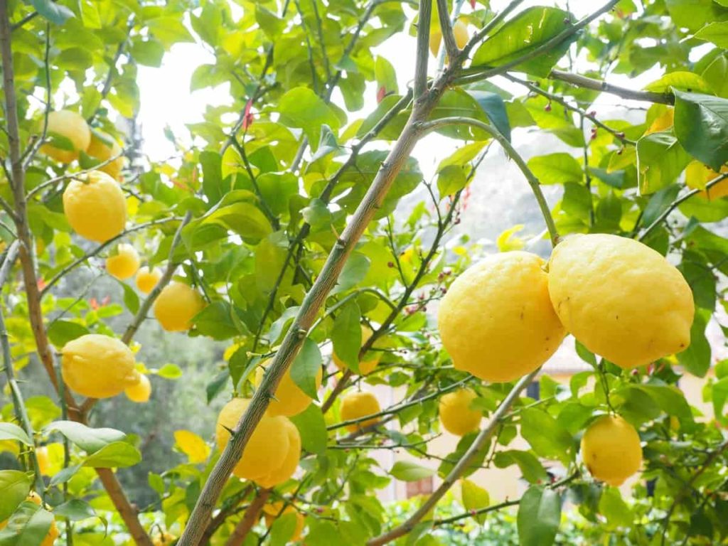 Lemon Farming