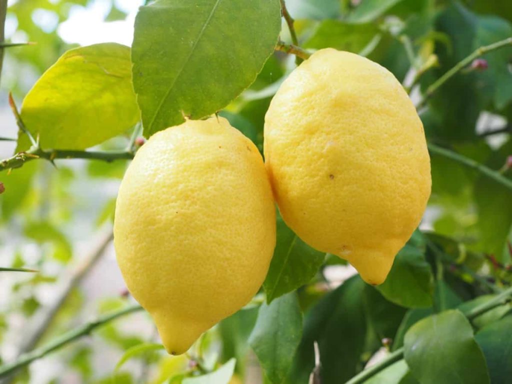 Lemon Gardening