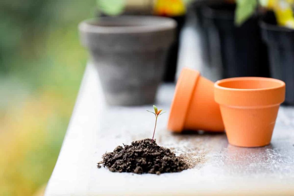 Potting soil for plants