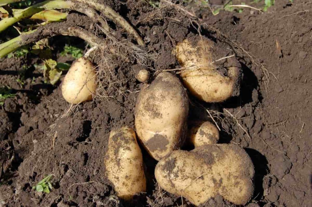 Soil Preparation for Potato Plants