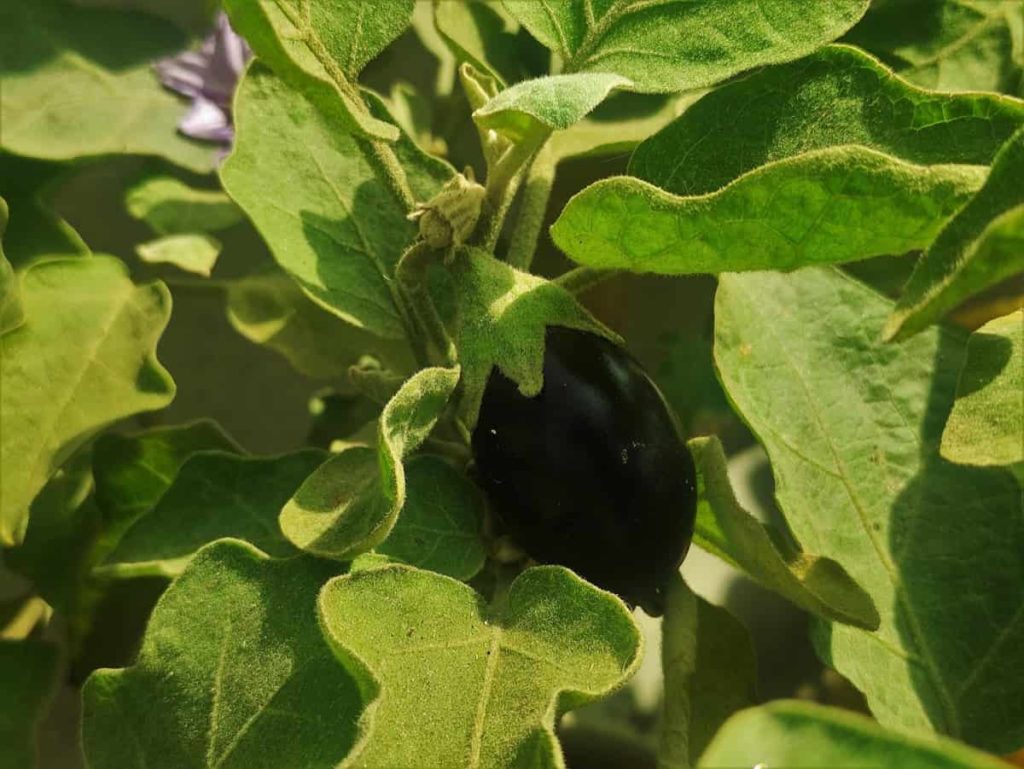 Eggplant Garden