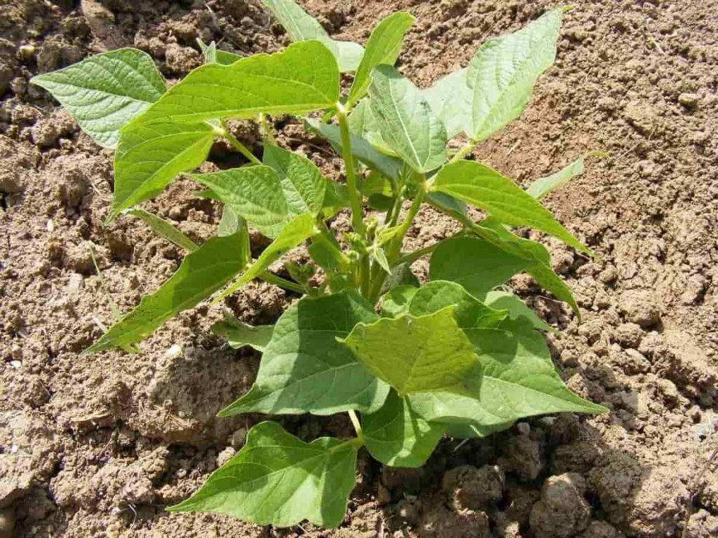 Soil Preparation for Green Bean Plants