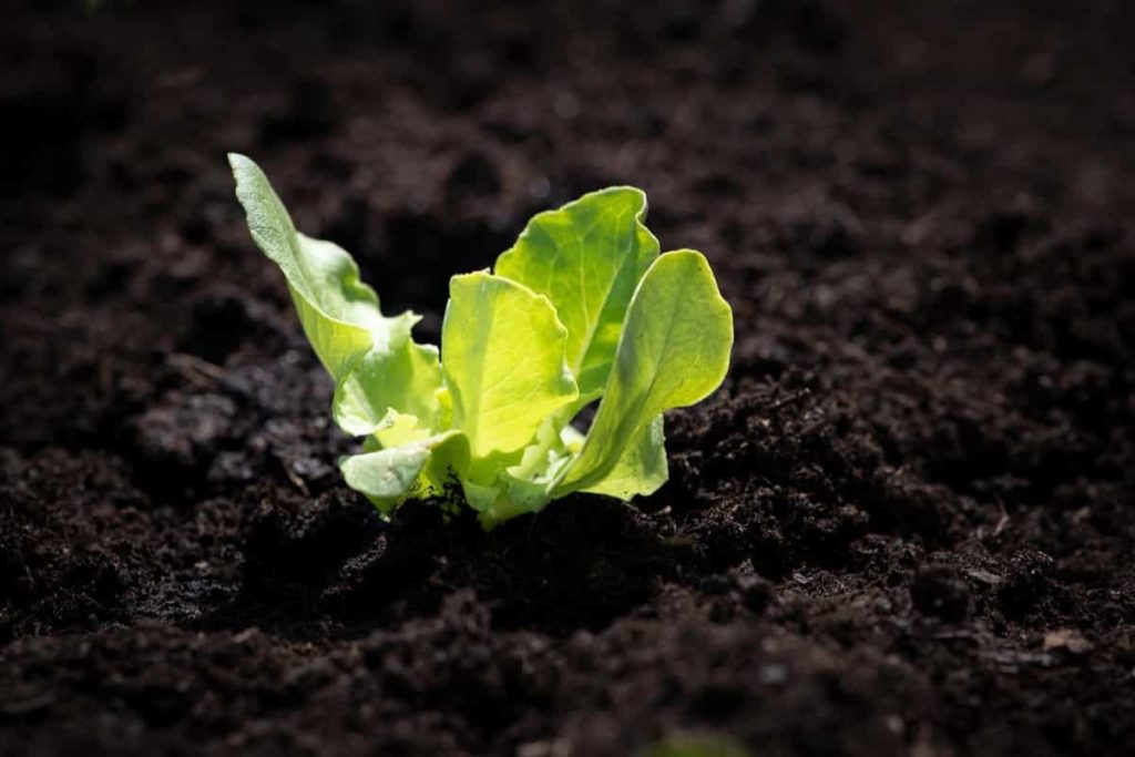 Lettuce Soil