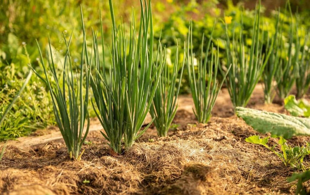 Soil Preparation for Onion Plants