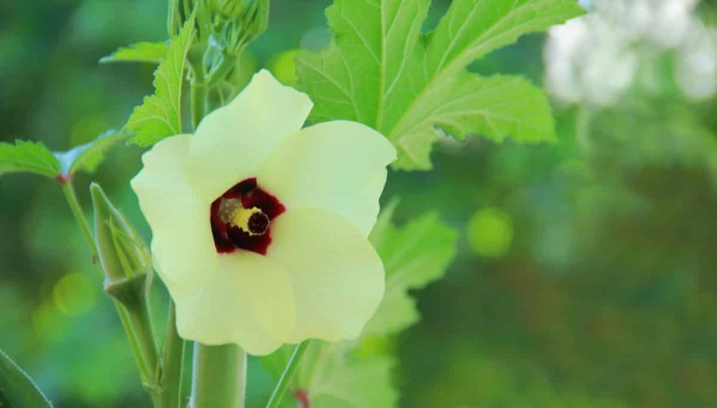 Okra Plant Flower