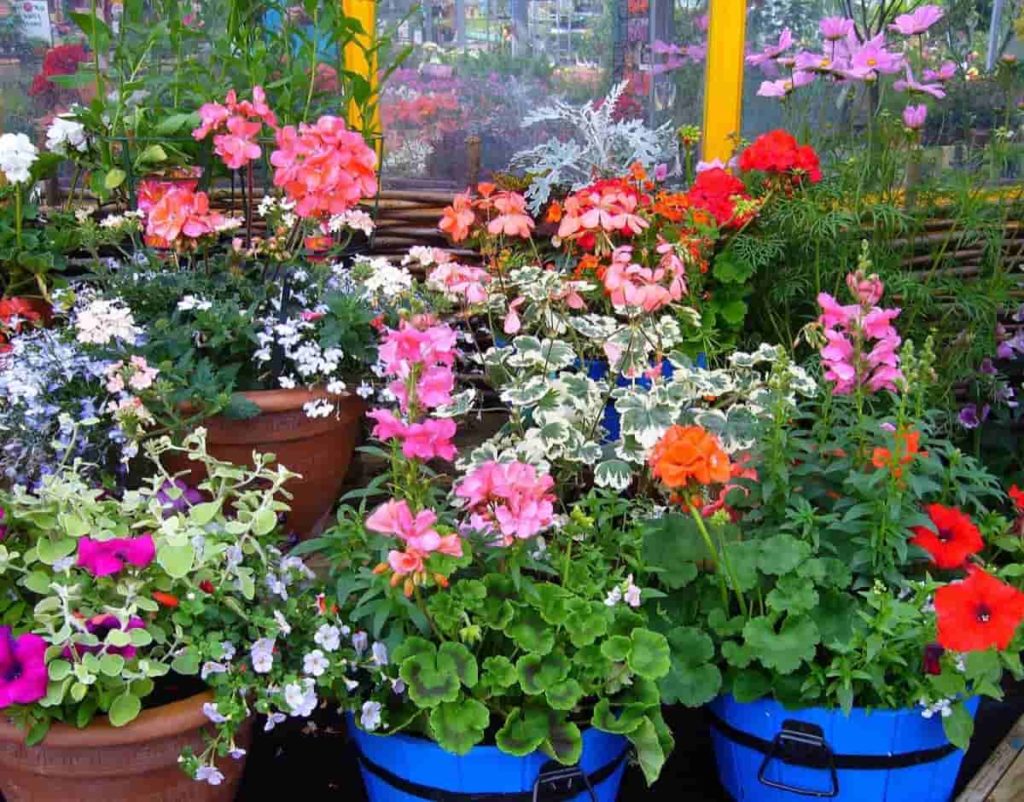 Container Flower Gardening