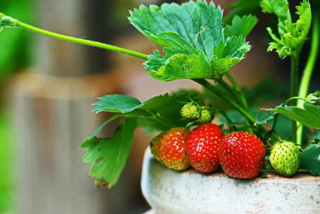 Growing Strawberries in Containers