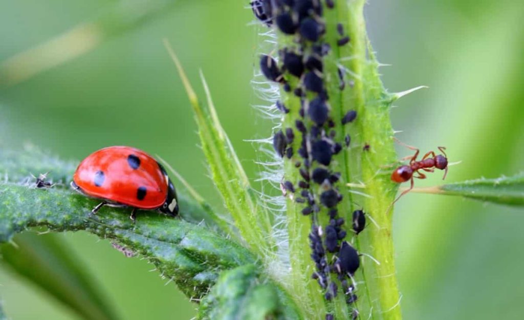 Types of Insect Pests in Your Garden