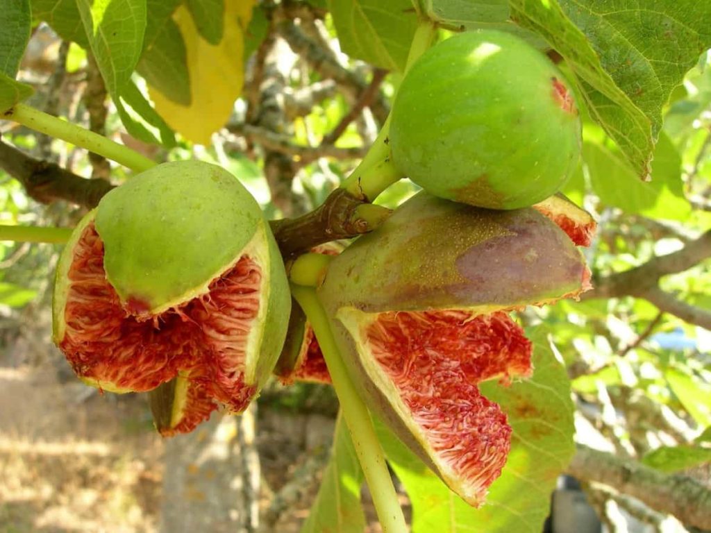 Common Fig/Anjeer Plant Problems