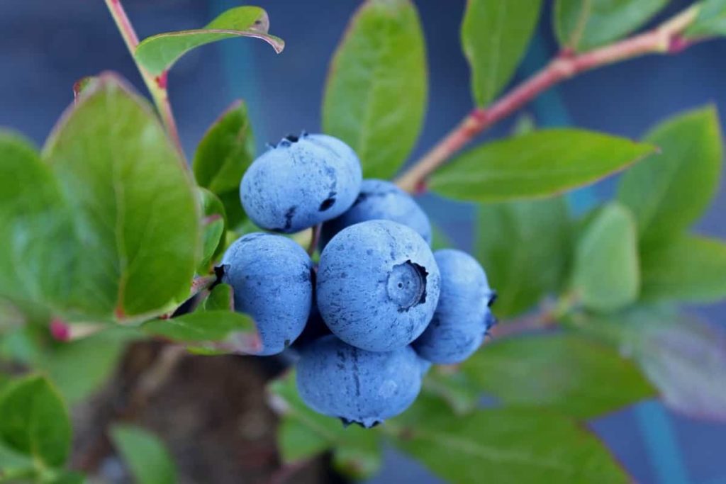How to Prepare the Soil for Blueberry Trees