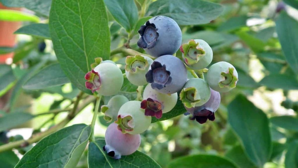Blueberry Farming