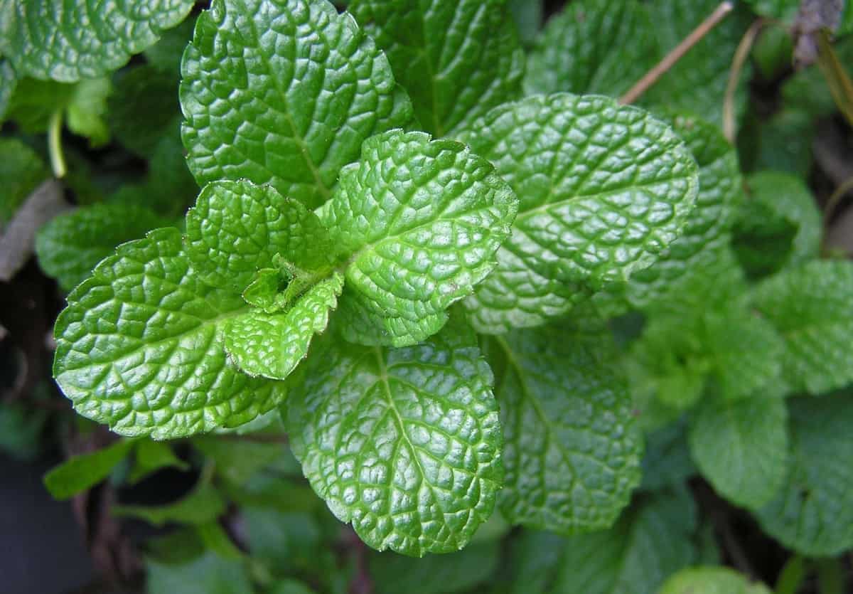 8 Reasons for Losing Interest in Work - Smell the Mint Leaves
