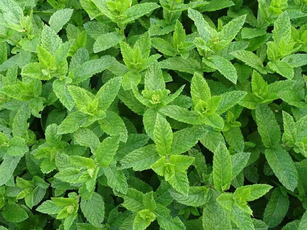 Growing Mint at Home