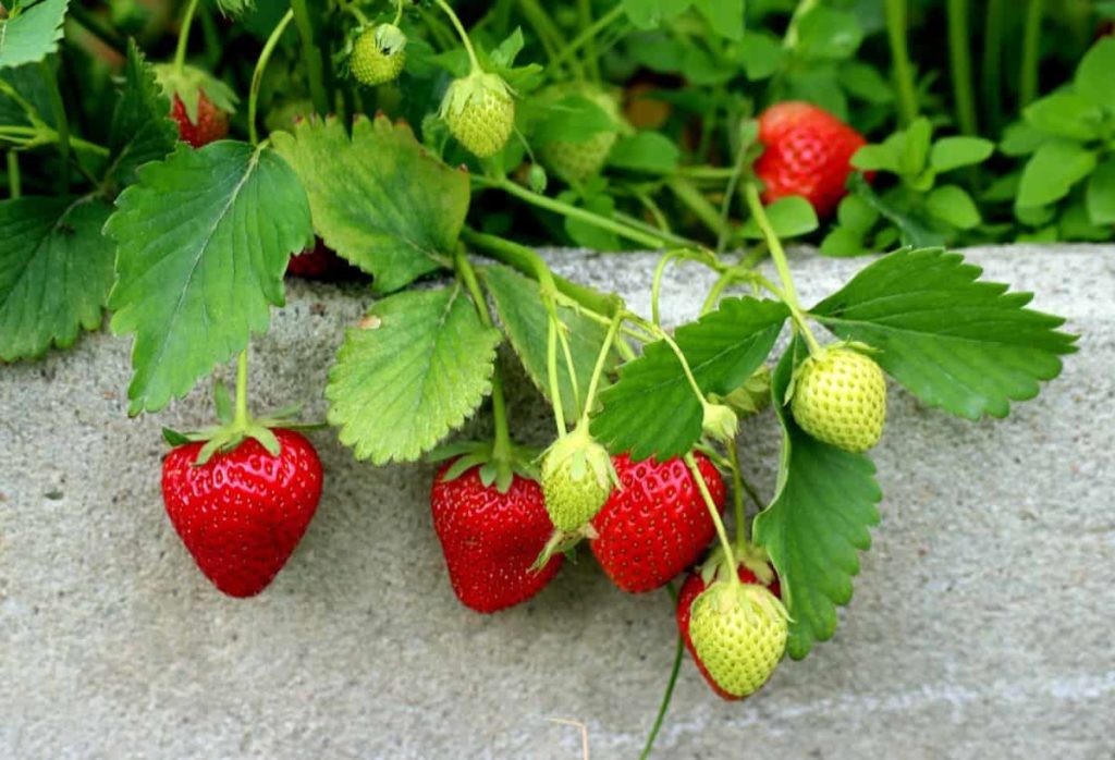Strawberry Gardening