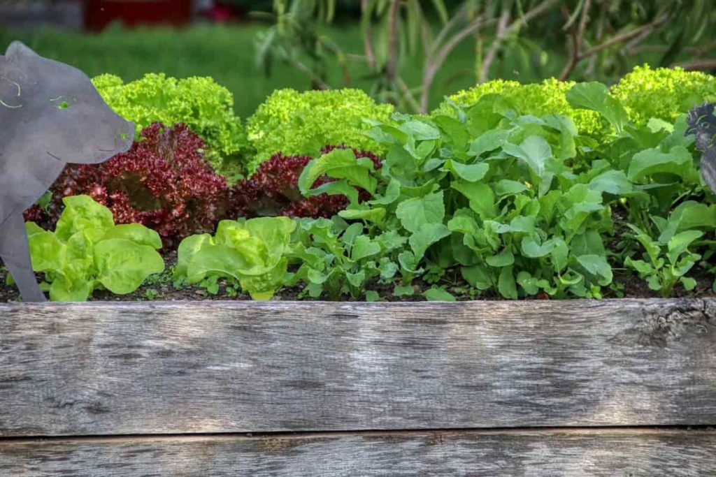 Salad Gardening