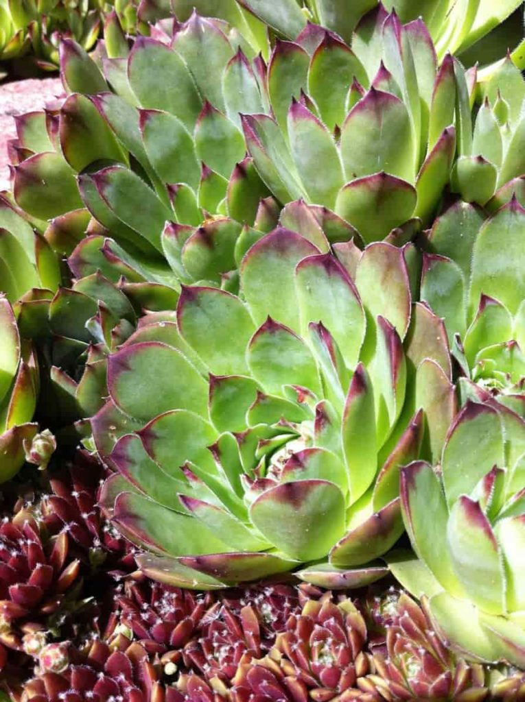 Hens and Chicks Garden
