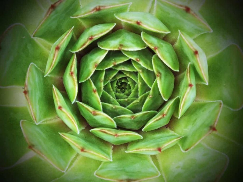 How to Grow Hens and Chicks Succulent Plant