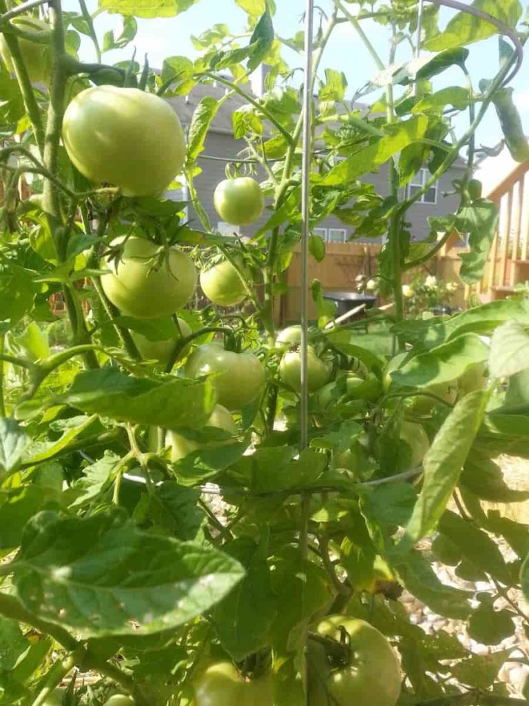 Tomato Backyard Gardening