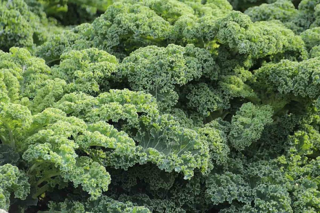 Common Kale Plant Problems