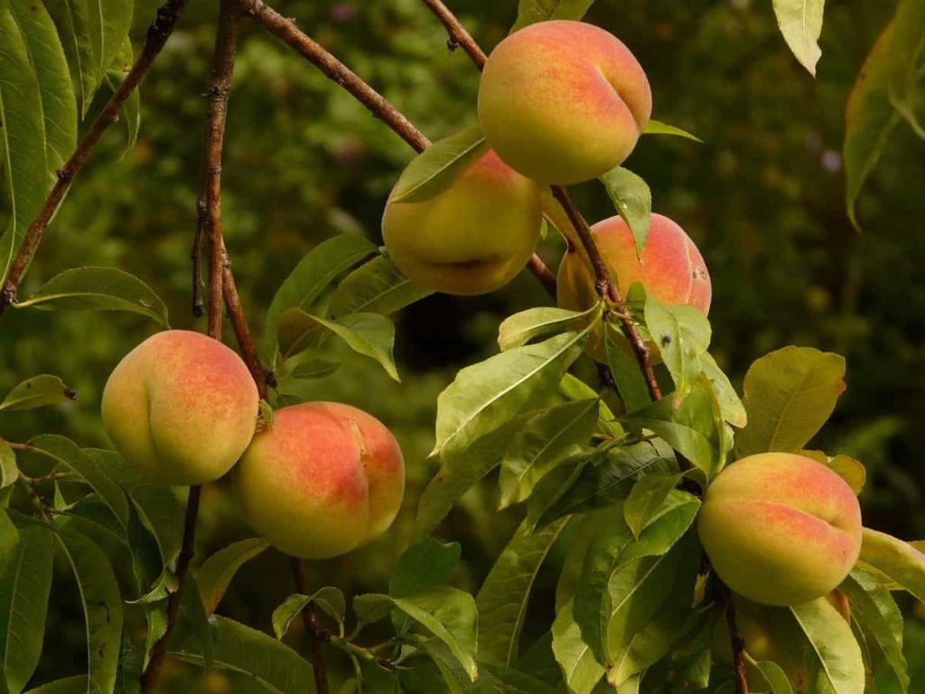 Peaches and nectarines: