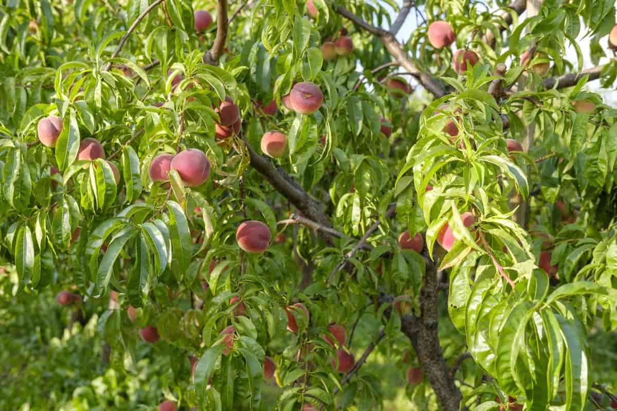 are peach trees safe for dogs