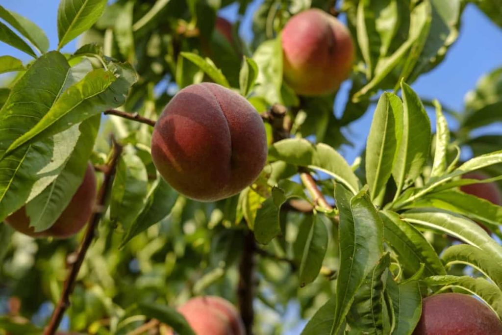 Common Peach Tree Problems