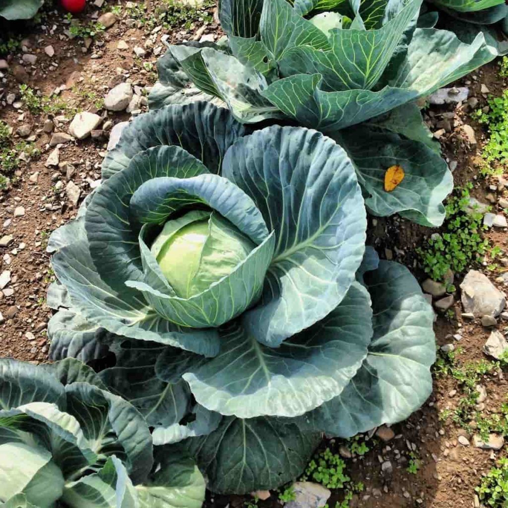 Cabbage Plants