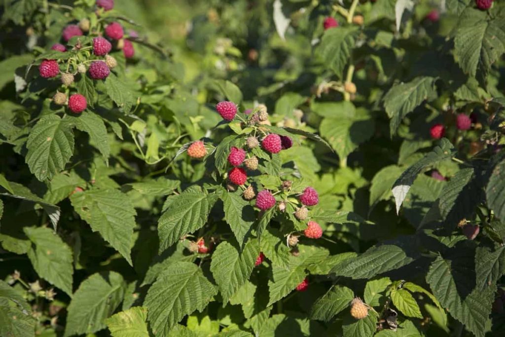 How to Prepare the Soil for Raspberry Plants/Trees