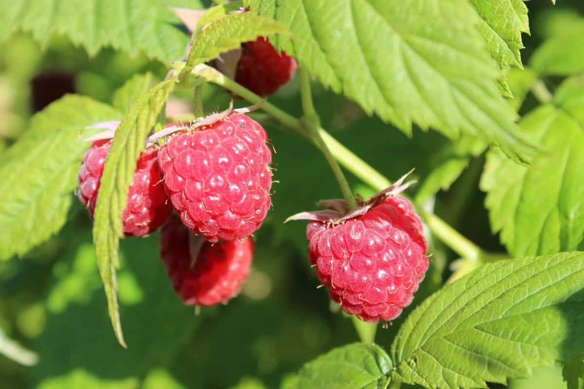 how-to-prepare-the-soil-for-raspberry-plants-trees-best-soil-mix-ph-compost-and-recipe