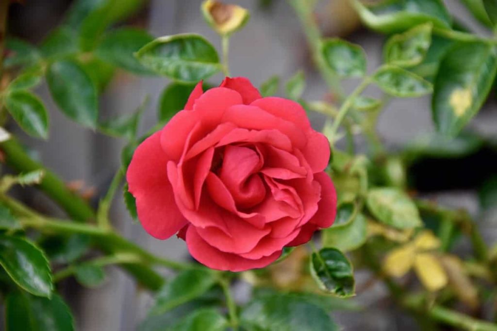 How to Prepare the Soil for Rose Plants