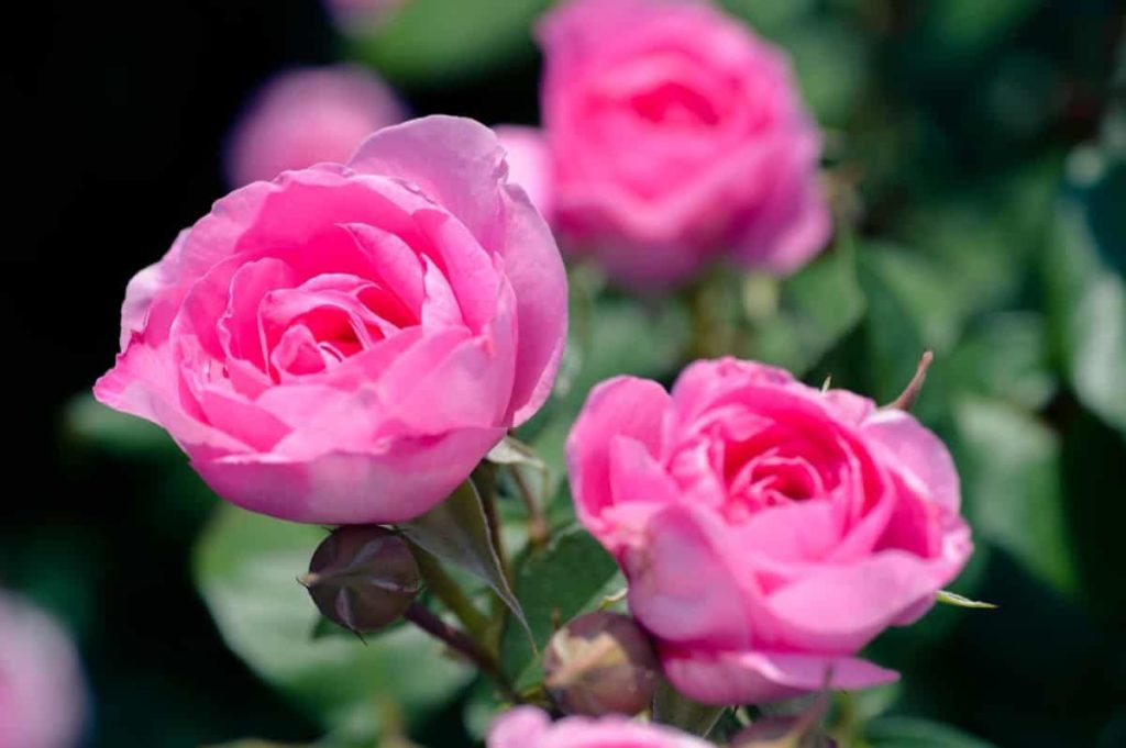 Rose Flower Plant