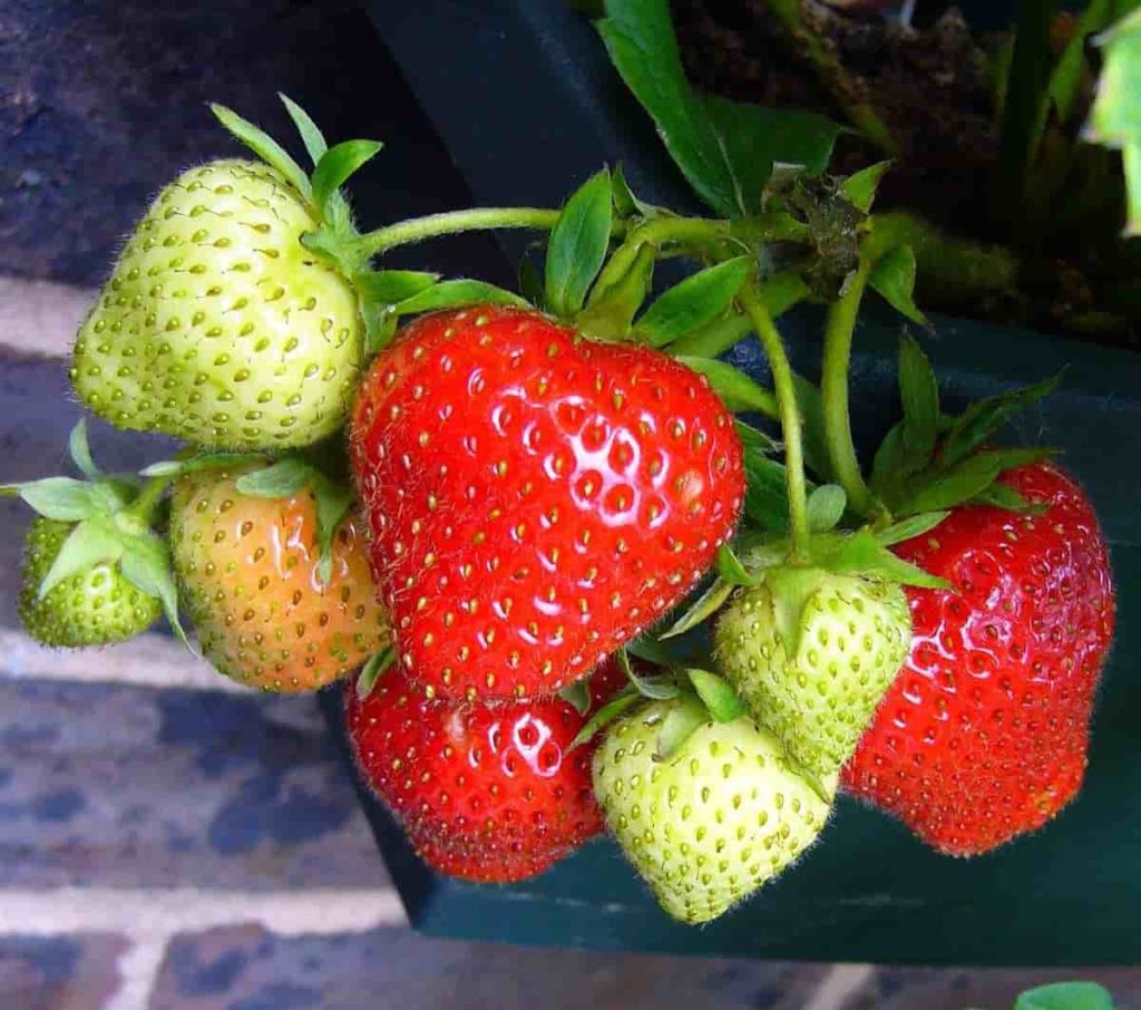 How to Prepare the Soil for Strawberry Plants