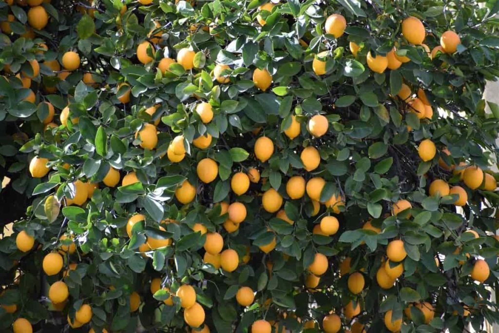 Citrus Farming