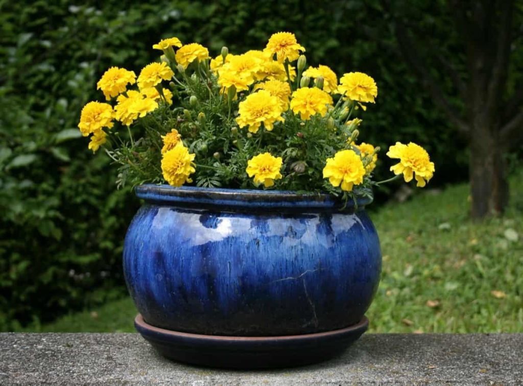 Growing Flowers in Pots