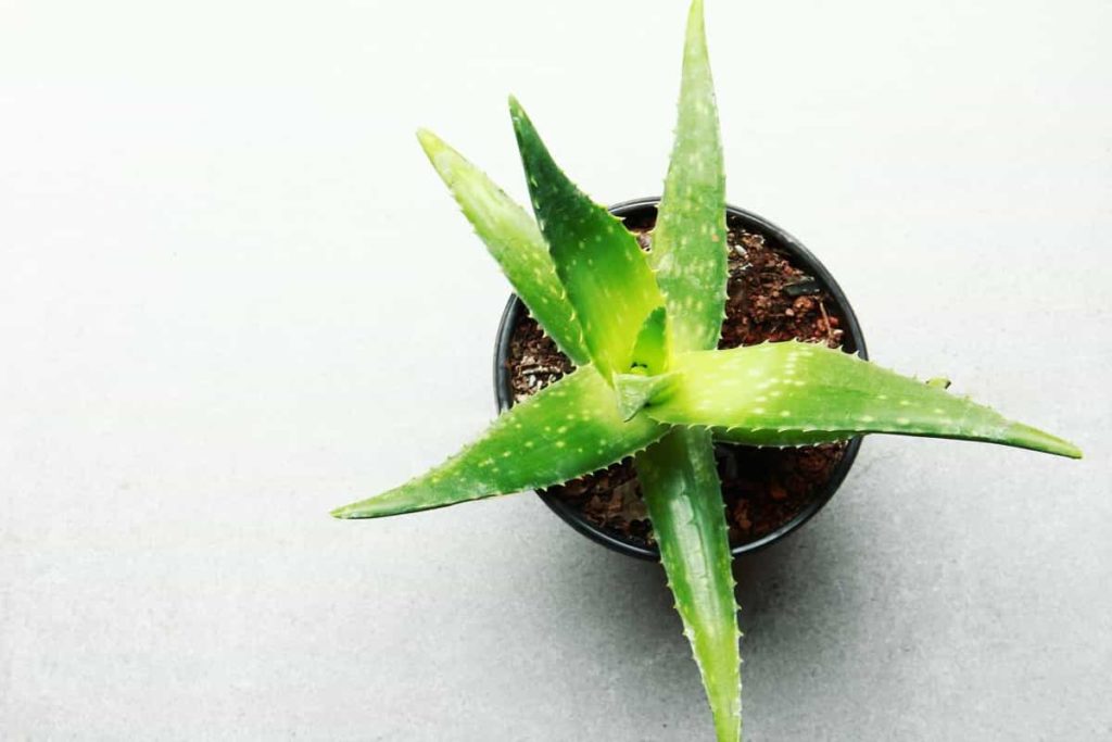 Aloe Vera Plant in Pot